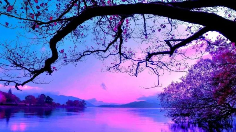 Những hình nền máy tính cute màu tím - Hình số 10