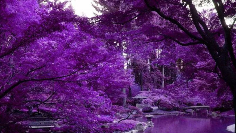 Những hình nền máy tính cute màu tím - Hình số 8