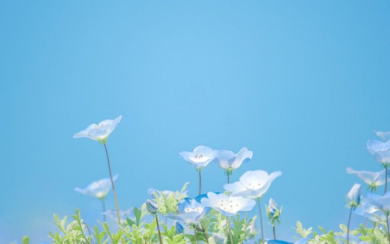 Những hình nền máy tính cute màu xanh - Hình số 8