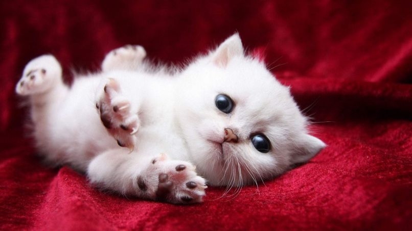 Những hình nền máy tính cute nhất - Hình số 6