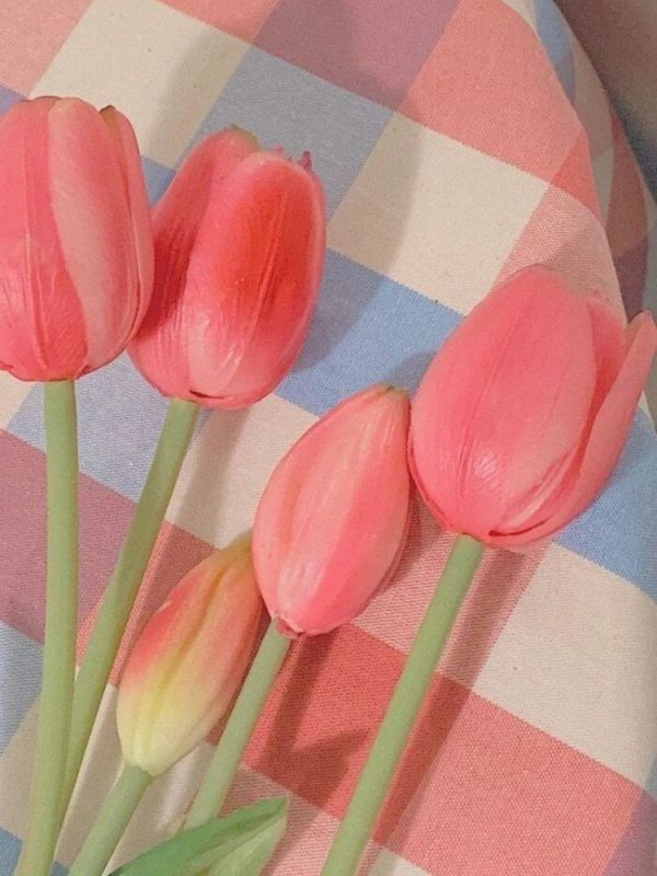Những hình nền điện thoại hoa tulip hồng - Hình số 3