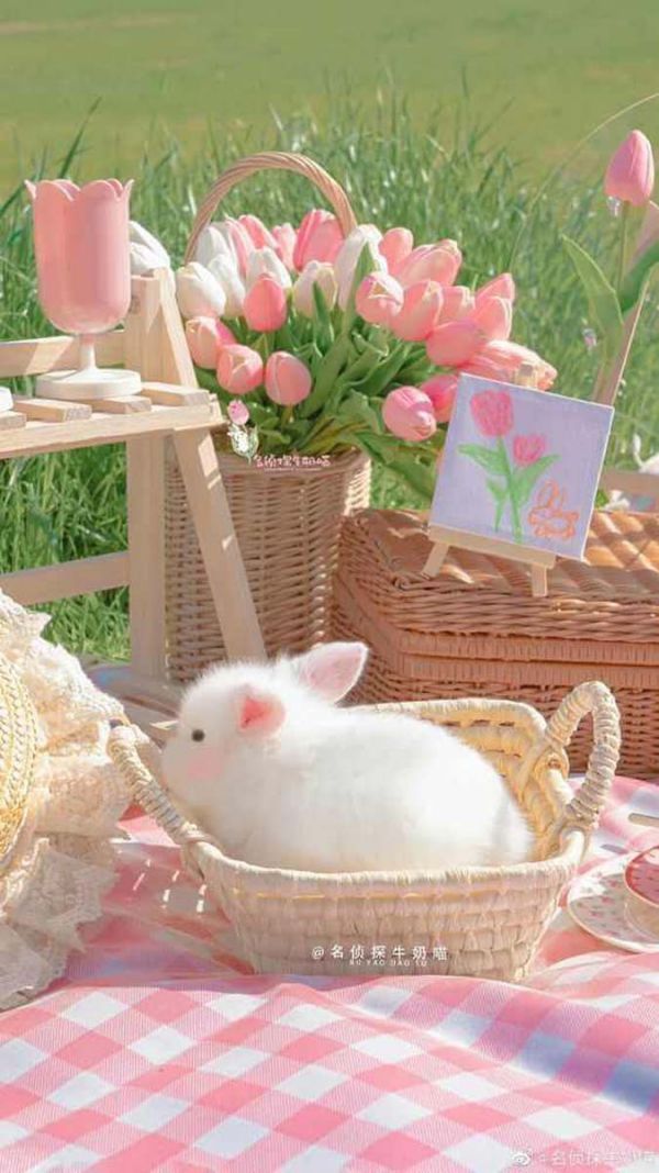 Những hình nền điện thoại hoa tulip cute - Hình số 10