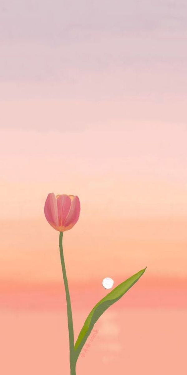 Những hình nền điện thoại hoa tulip đẹp - Hình số 4