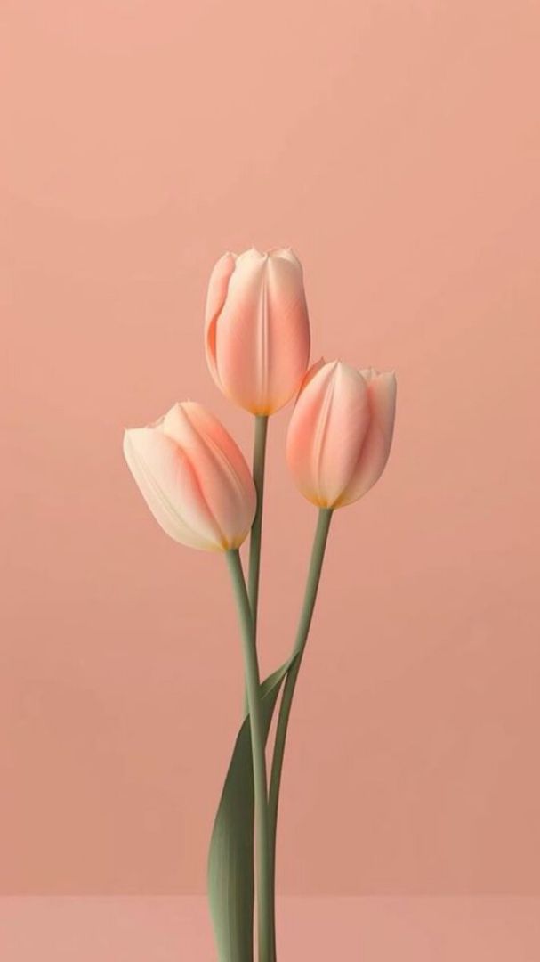 Những hình nền điện thoại hoa tulip đẹp - Hình số 5