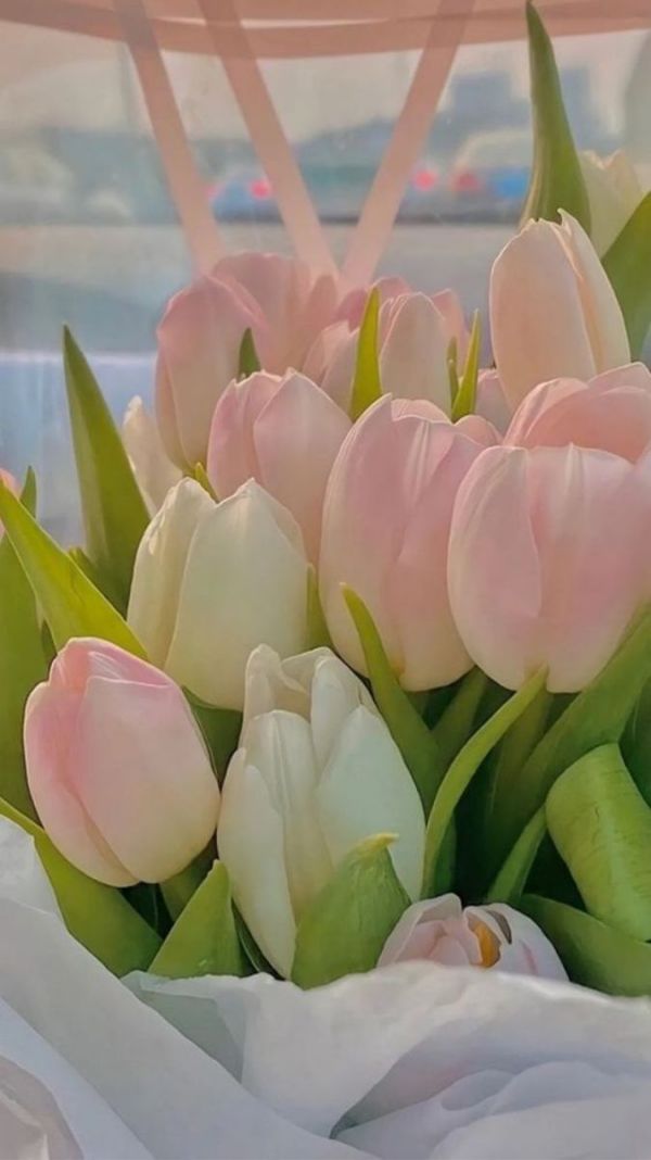 Những hình nền điện thoại hoa tulip đơn giản - Hình số 1