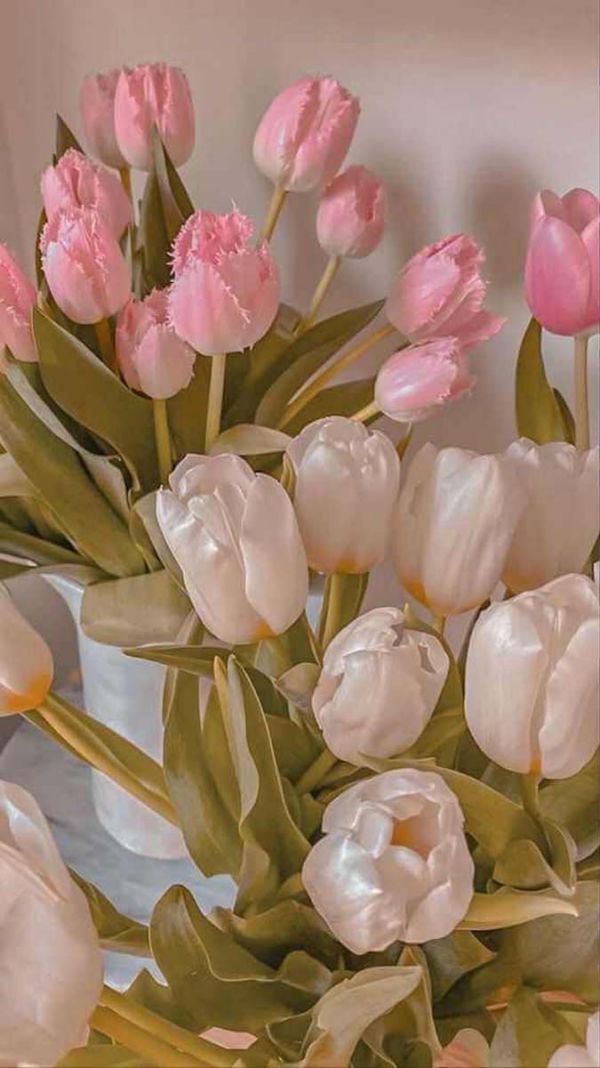 Những hình nền điện thoại hoa tulip đơn giản - Hình số 6