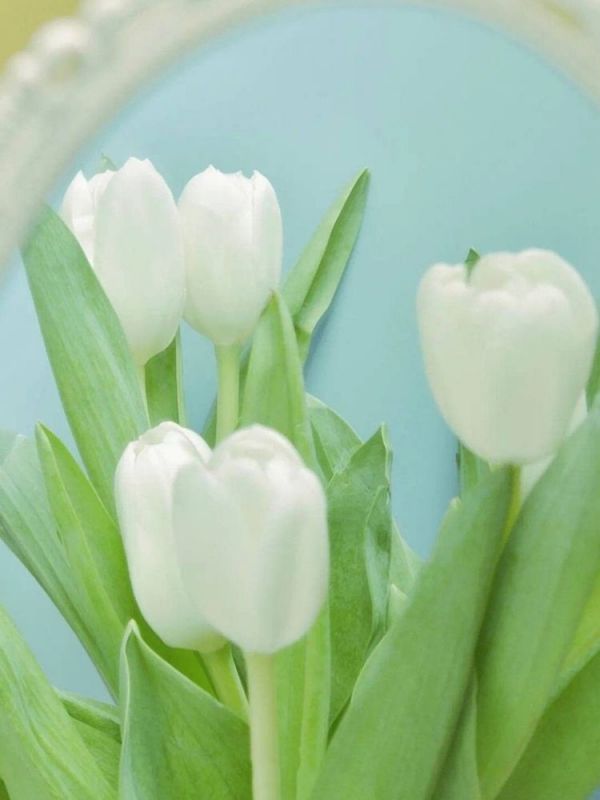 Những hình nền điện thoại hoa tulip đơn giản - Hình số 8
