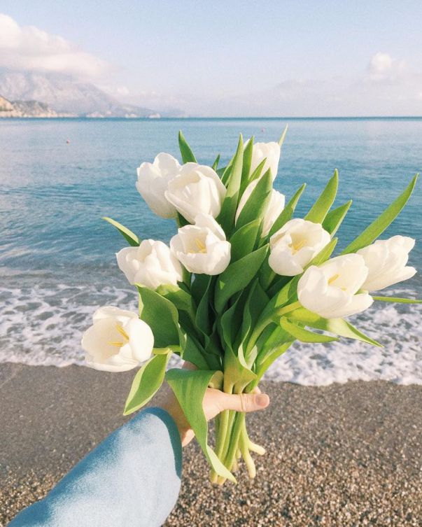 Những hình nền điện thoại hoa tulip trắng - Hình số 5