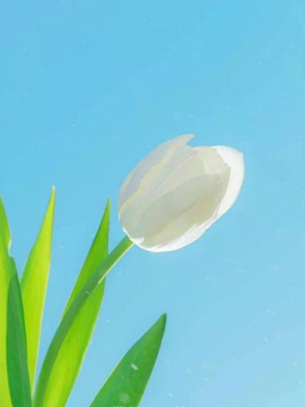 Những hình nền điện thoại hoa tulip trắng - Hình số 8