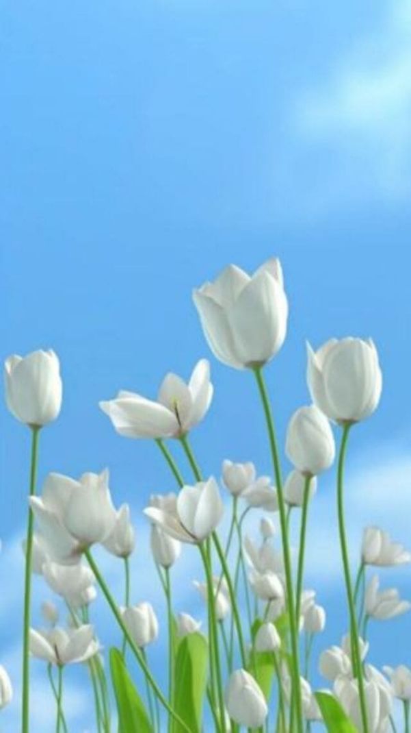 Những hình nền điện thoại hoa tulip trắng - Hình số 9