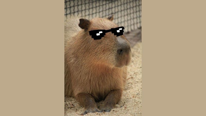Những hình nền capybara vô tri ngầu - Hình số 2